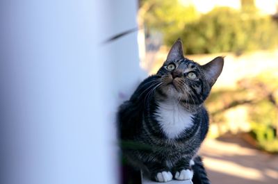 Close-up portrait of cat sitting