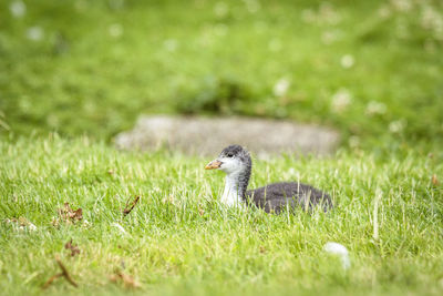 Bird on a field