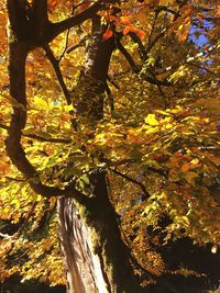 Low angle view of tree in autumn