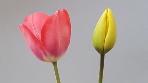 Close-up of yellow flowers