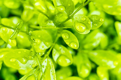 Close-up of wet leaves on plant during rainy season