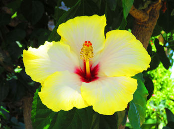 Close-up of yellow hibiscus blooming outdoors