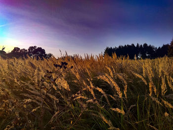 Scenic view of field against sky at sunset