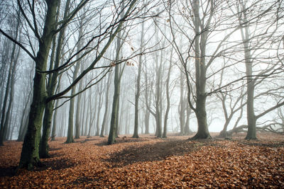 Bare trees in forest