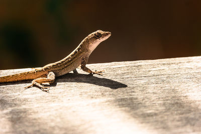 Close-up of lizard on wood