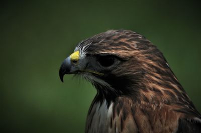 Close-up of hawk