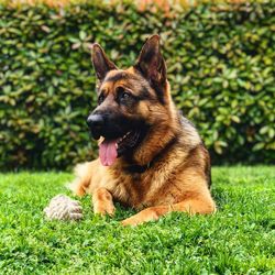 Dog looking away on field