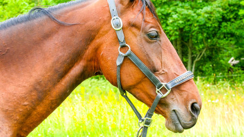 Close-up of a horse on field