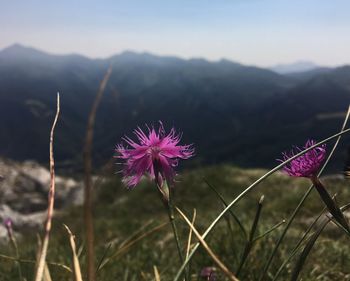 Close-up of pink flowering plant on field against sky