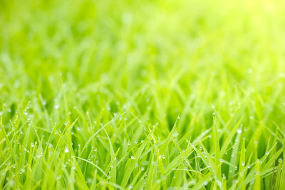 Full frame shot of wet grass