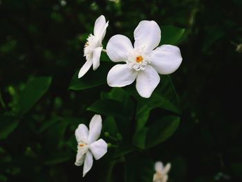 Close-up of white flowers blooming outdoors