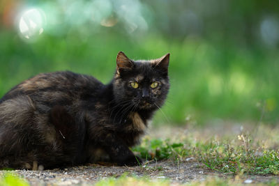 Portrait of cat on field