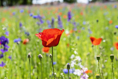 Close-up of red poppy flower on field