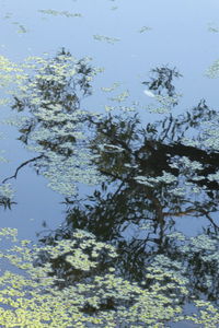 High angle view of plants by lake against sky