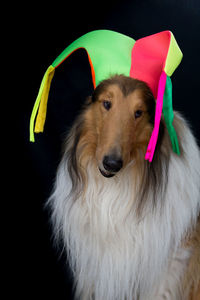 pet