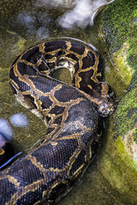 Close-up of turtle in zoo