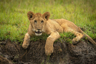 Close-up of lion cub lying on bank