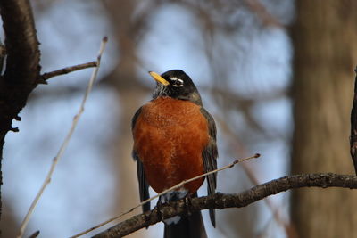 Close-up of bird perching on branch