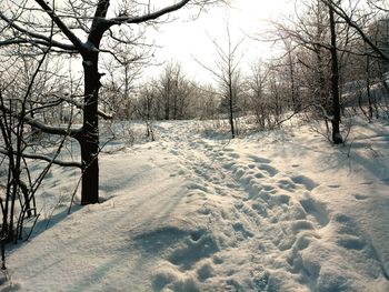 Bare trees on snow covered landscape