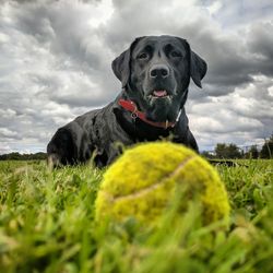 Portrait of dog with ball on field against sky