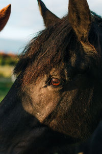 Close-up of a horse eye