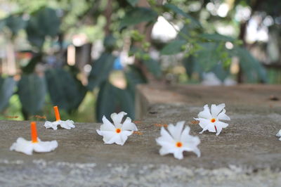 Close-up of white flowering plant on field