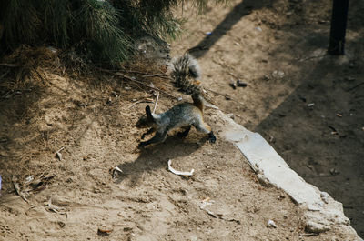 High angle view of squirrel on field