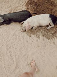 High angle view of dog sleeping on sand