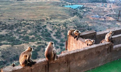 Nature theories, pushkar, india-monkeys sitting on a mountain