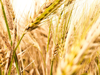 Close-up of wheat growing on field