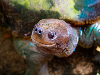 Close-up of turtle swimming