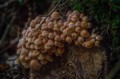 Close-up of mushrooms growing outdoors