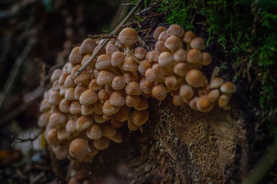 Close-up of mushrooms growing outdoors