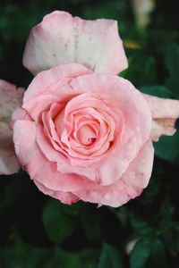 Close-up of pink rose blooming outdoors