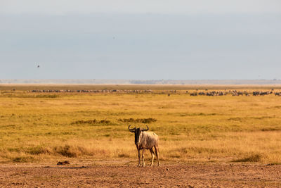 One wildebeest with a big herd in the background