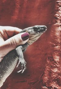 Close-up of person holding hands