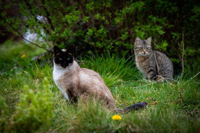 Close-up of cat on grassy field