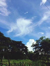 Low angle view of trees against sky