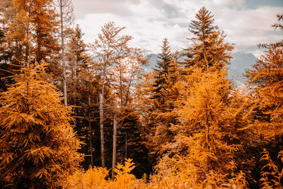 Trees in forest during autumn