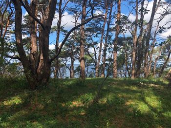 Trees in forest