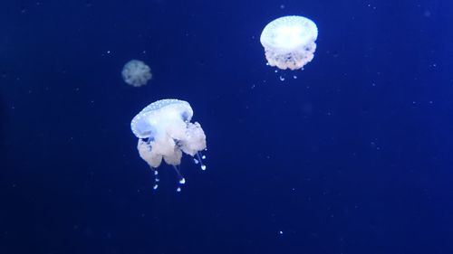 Close-up of jellyfish swimming underwater