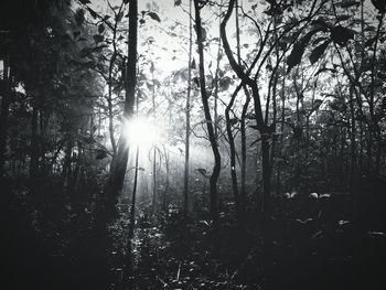 Low angle view of trees in forest