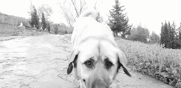 Close-up of dog against trees