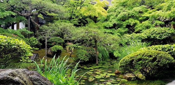 Scenic view of lake in forest