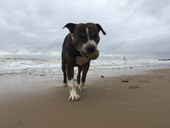 Portrait of dog standing on beach