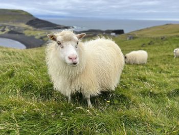 Sheep grazing on field