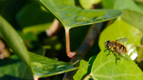 Close-up of bee on leaves