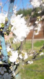 Close-up of flowers on tree