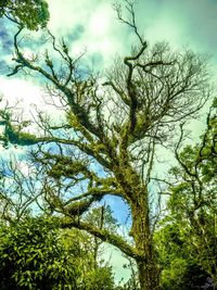 Low angle view of tree against sky