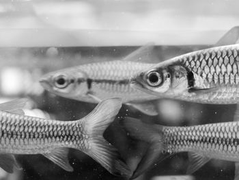 Close-up of fish swimming in fish tank